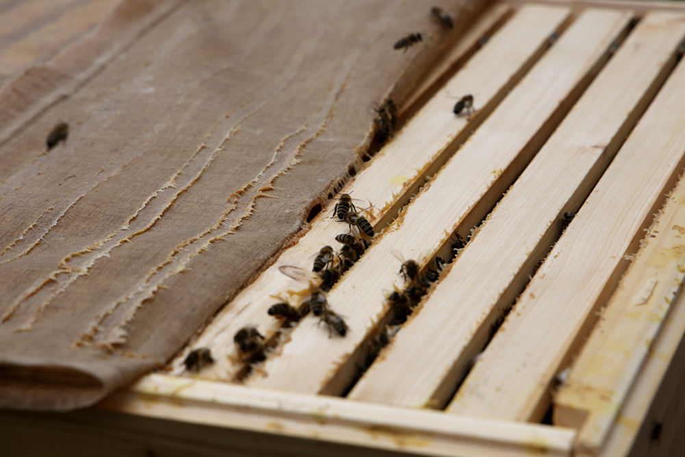 Aufgabenteilung bei den Bienen