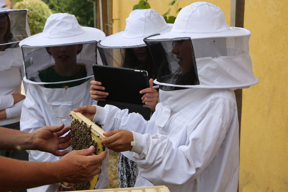 Der Honig ist nur für die Bienen.