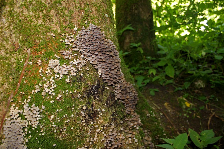 Pilze erinnern an Feen-Häuschen in einem Zauberwald