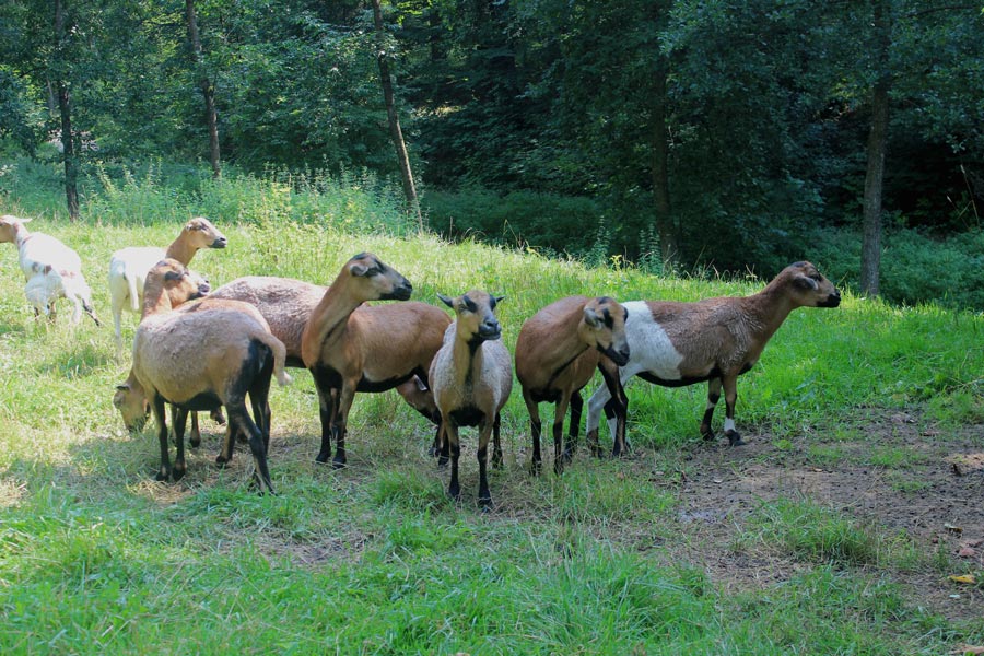 Nachhaltige Beweidung mit Schafen